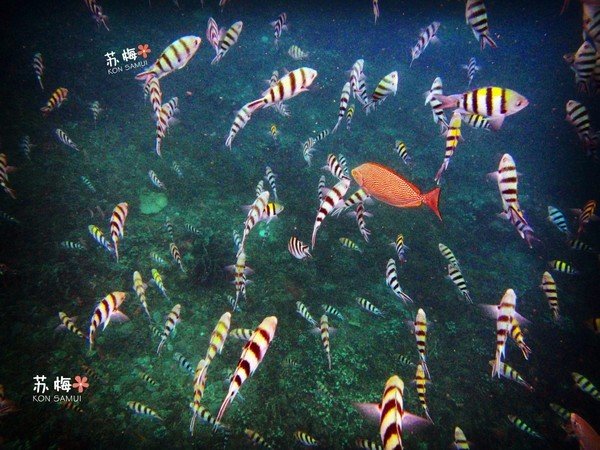 难忘蜜月结局,苏梅岛蜜月旅行