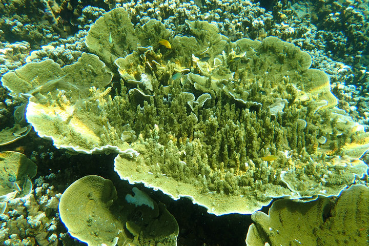 帕劳怎么玩,我来教你怎么玩打野