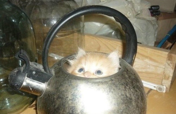 盘点那些真实的喵星人,喵星人真实的图