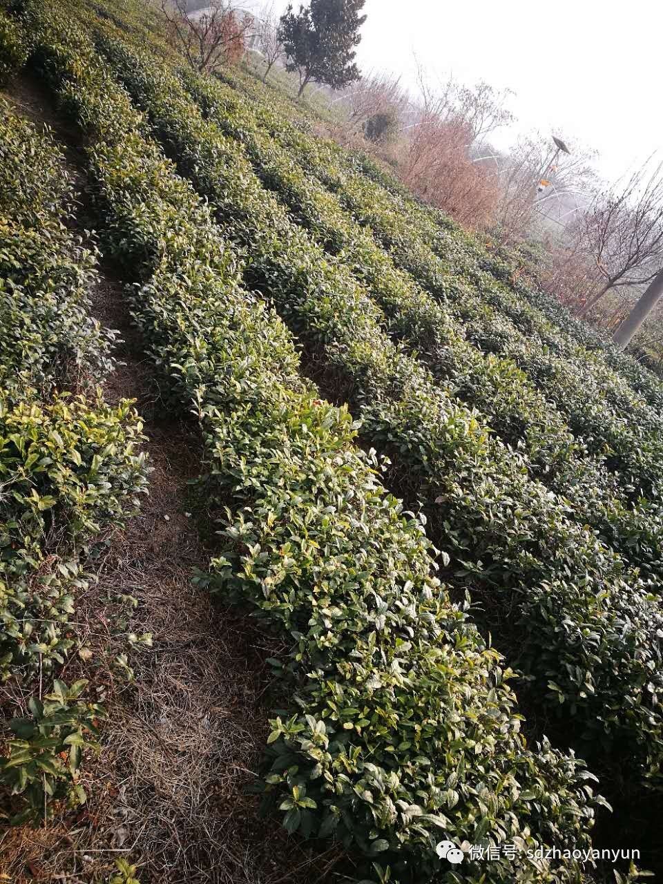 茶香余味图片大全,闻茶香品余味