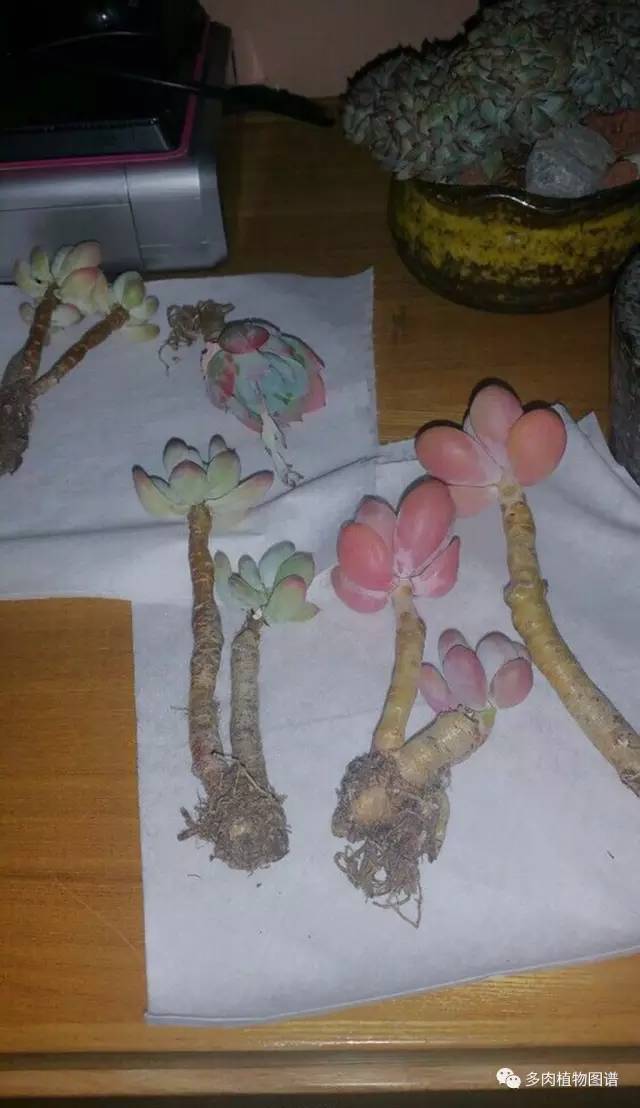 桃美人可以露养吗,桃美人可以完全泡水里养吗