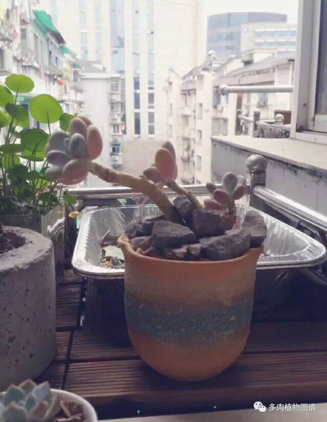 桃美人可以露养吗,桃美人可以完全泡水里养吗