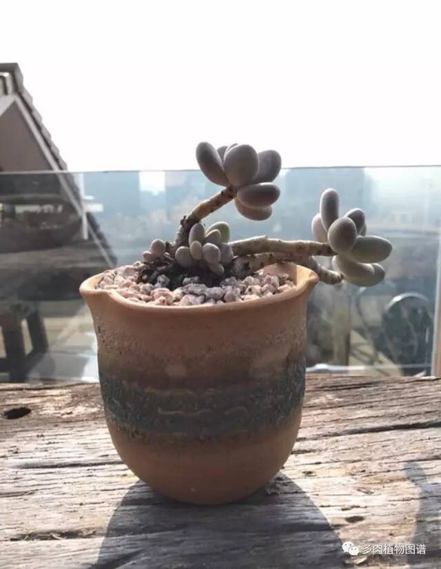 桃美人可以露养吗,桃美人可以完全泡水里养吗