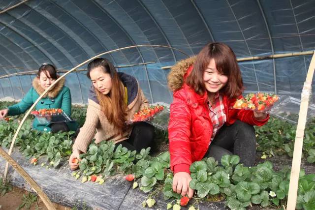 草莓采摘的地方有哪些,成都采草莓哪个地方最好