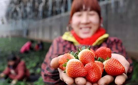 草莓采摘的地方有哪些,成都采草莓哪个地方最好