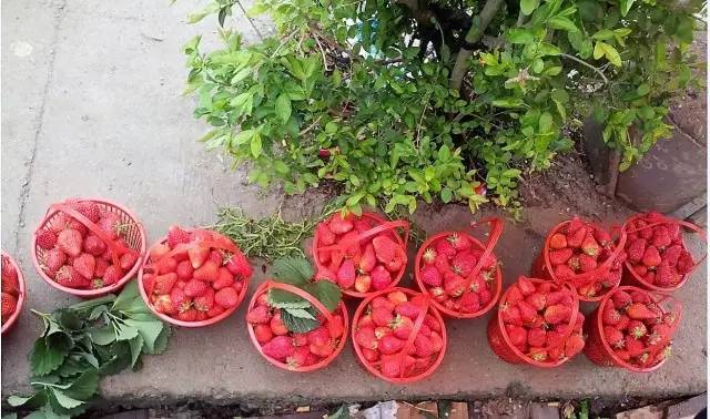 草莓采摘的地方有哪些,成都采草莓哪个地方最好