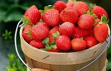 草莓采摘的地方有哪些,成都采草莓哪个地方最好