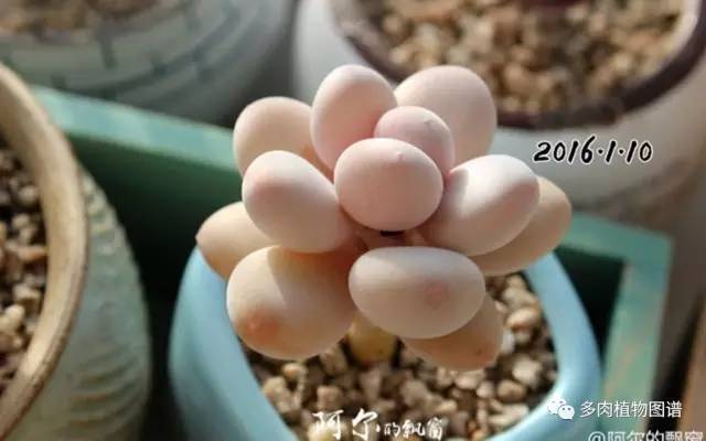 桃美人可以露养吗,桃美人可以完全泡水里养吗