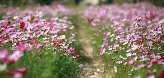 南宁格桑花,助力赢门票