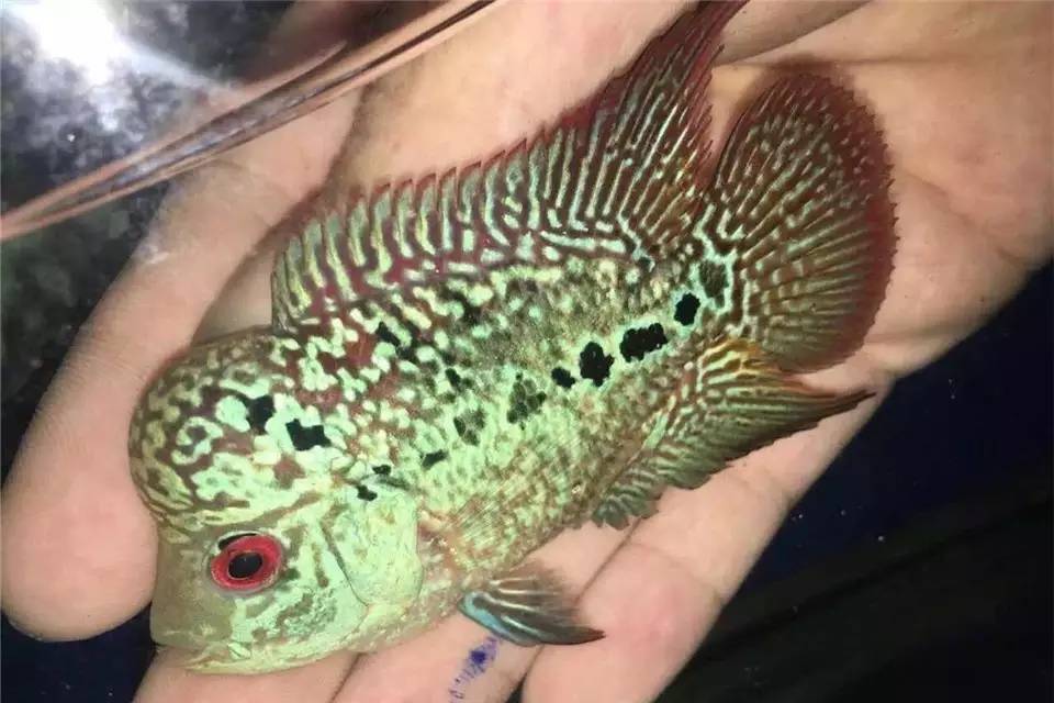 养罗非如何养得又肥又大,养螺知识