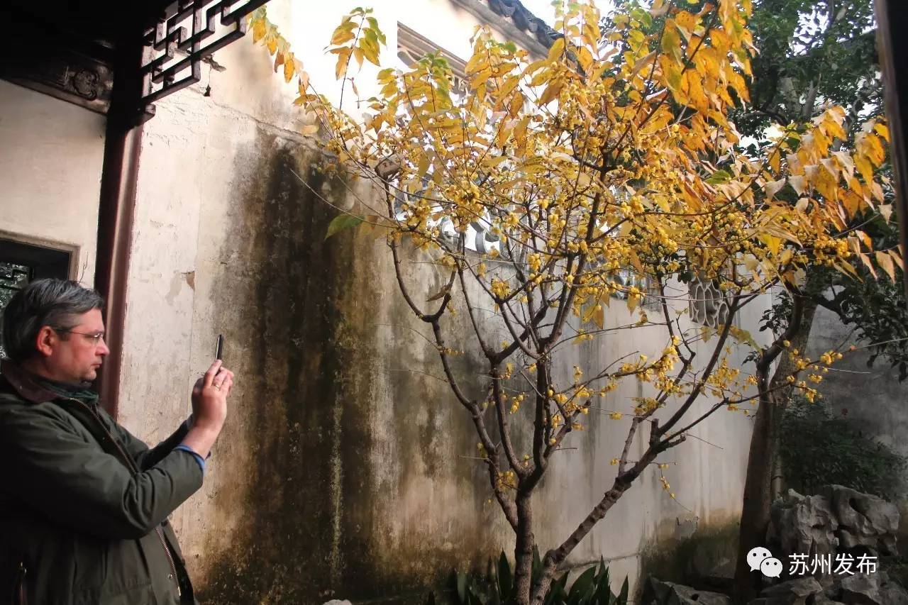 网师园里访腊梅：香密染成宫样黄……