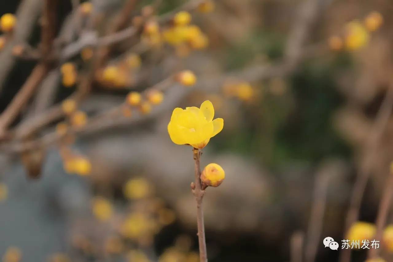 网师园里访腊梅：香密染成宫样黄……