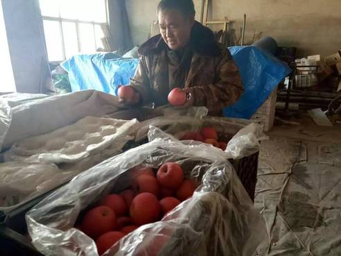 50万斤苹果滞销哭了,十万斤李子滞销果农发愁求助