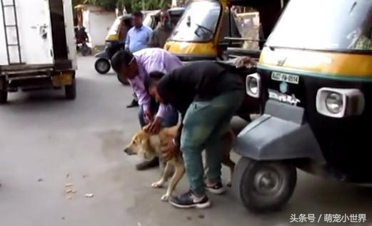 流浪狗下巴长了个肿瘤在街上晃荡,流浪狗下巴有个瘤