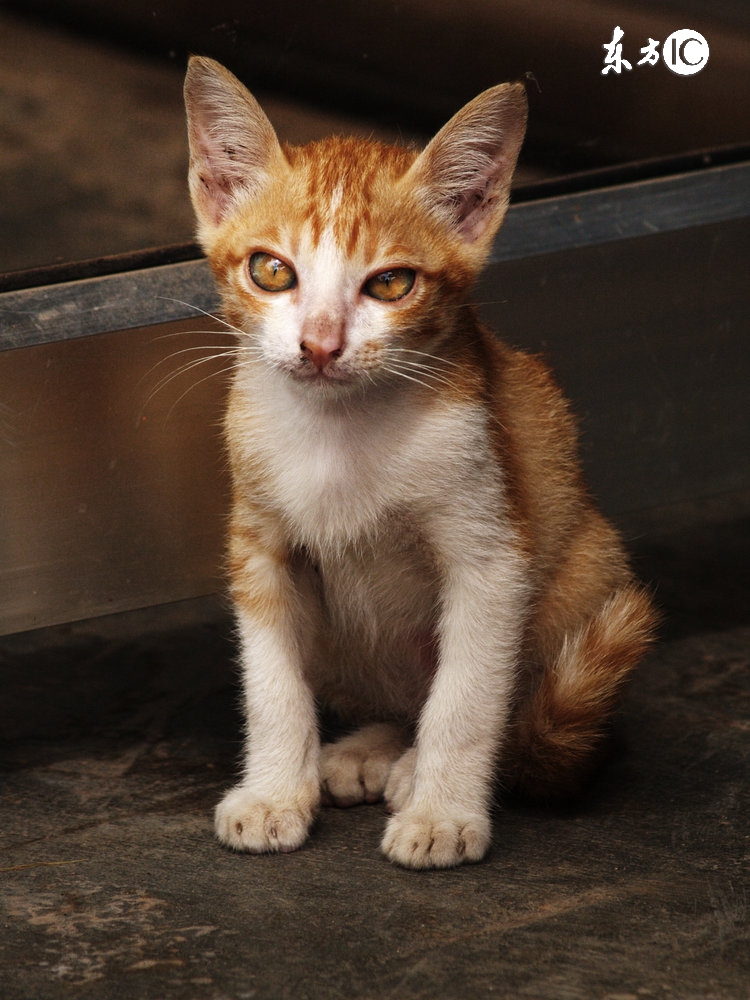 如何给猫洗澡教程,如何给猫洗澡不伤人