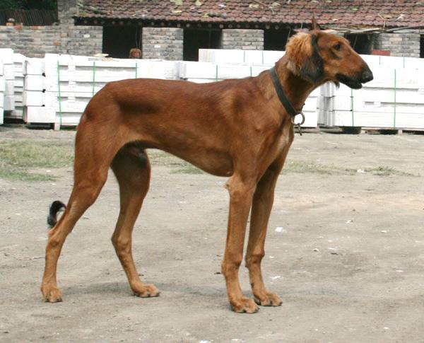 被刷屏的鬼吹灯里长腿狗狗,是濒临灭绝传说中的啸天犬?