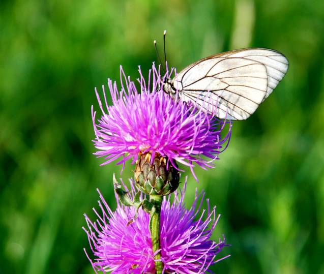 新年赏国花,世界各地最美的国花
