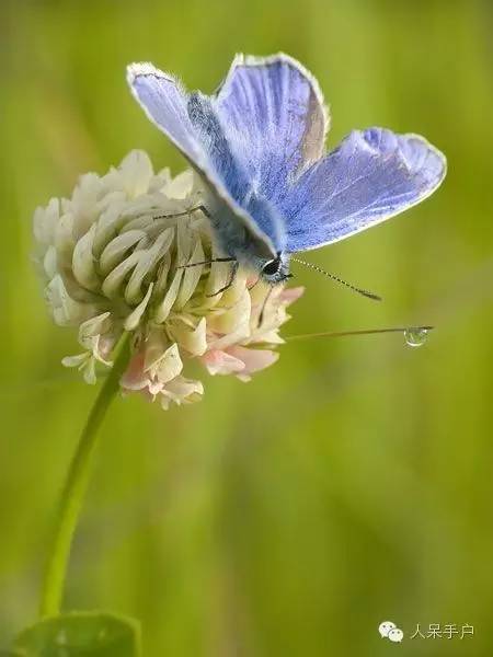 新年赏国花,世界各地最美的国花