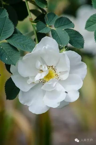 新年赏国花,世界各地最美的国花
