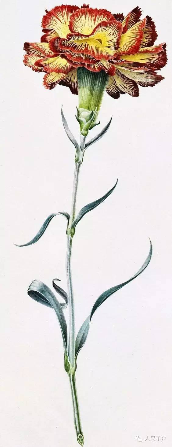 新年赏国花,世界各地最美的国花