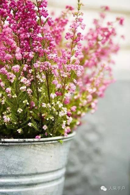 新年赏国花,世界各地最美的国花