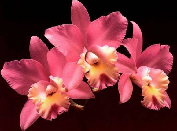 涓浗鍥借姳澶ц祻鍥剧墖,鍥借姳澶ц祻浜氭床鍥剧墖