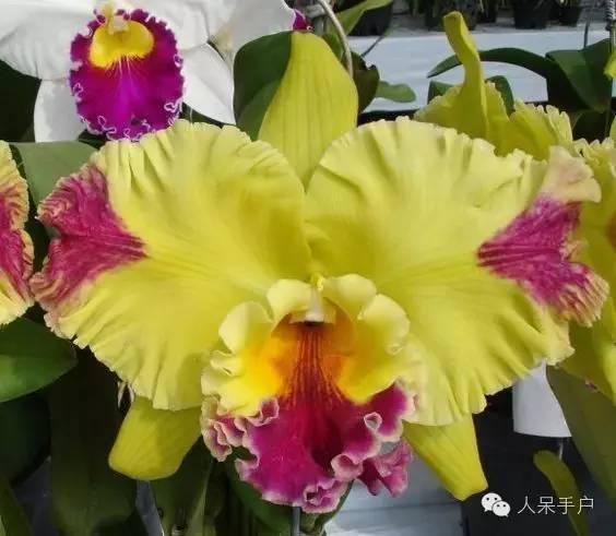 涓浗鍥借姳澶ц祻鍥剧墖,鍥借姳澶ц祻浜氭床鍥剧墖