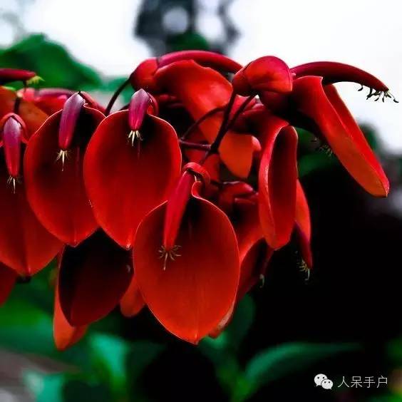 涓浗鍥借姳澶ц祻鍥剧墖,鍥借姳澶ц祻浜氭床鍥剧墖