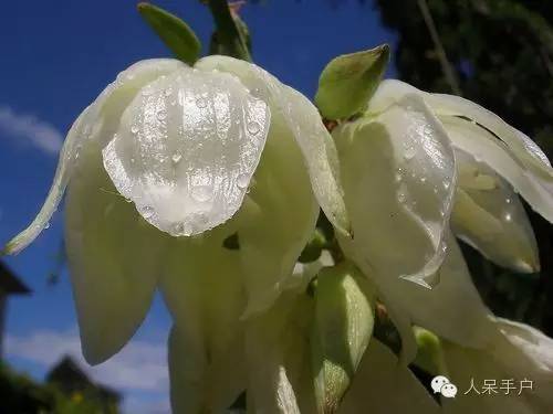 涓浗鍥借姳澶ц祻鍥剧墖,鍥借姳澶ц祻浜氭床鍥剧墖