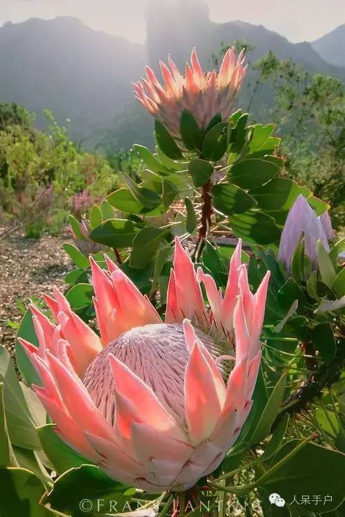 涓浗鍥借姳澶ц祻鍥剧墖,鍥借姳澶ц祻浜氭床鍥剧墖