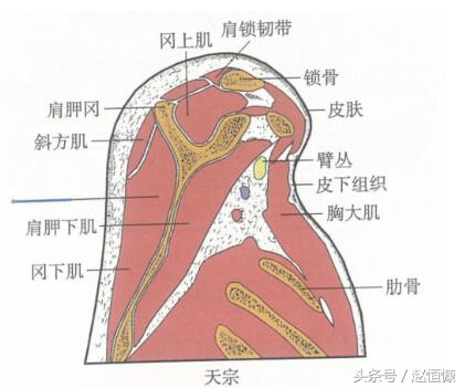 颈肩部疼痛取穴,颈痛穴和腰痛穴