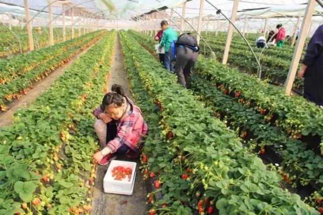 2021年洛阳旅游攻略指南,洛阳旅游攻略2015