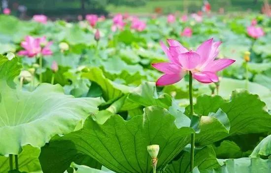 2021年洛阳旅游攻略指南,洛阳旅游攻略2015