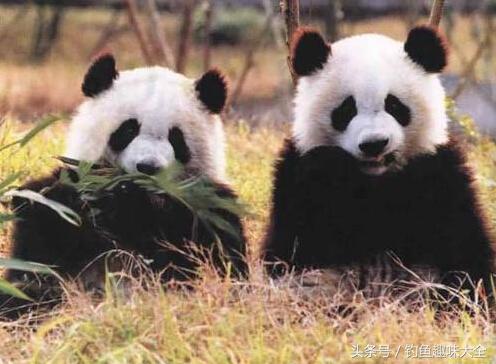 熊猫在熊类战斗力排名,熊猫战斗力有多强野外遇见老虎
