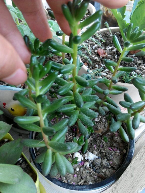 如何改变多肉徒长,多肉徒长怎么救