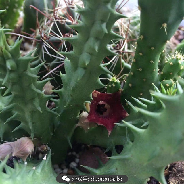 爱生活爱养花花卉绿植养护小知识,爱生活爱养花多肉植物养护小技巧