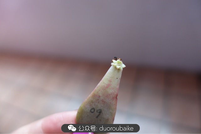 爱生活爱养花花卉绿植养护小知识,爱生活爱养花多肉植物养护小技巧