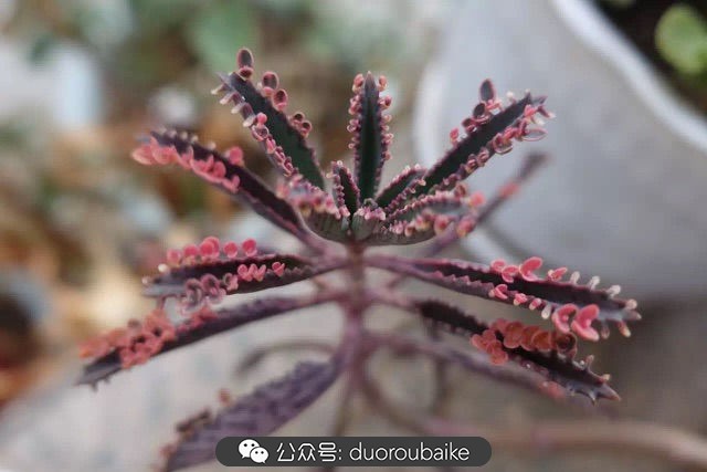 爱生活爱养花花卉绿植养护小知识,爱生活爱养花多肉植物养护小技巧