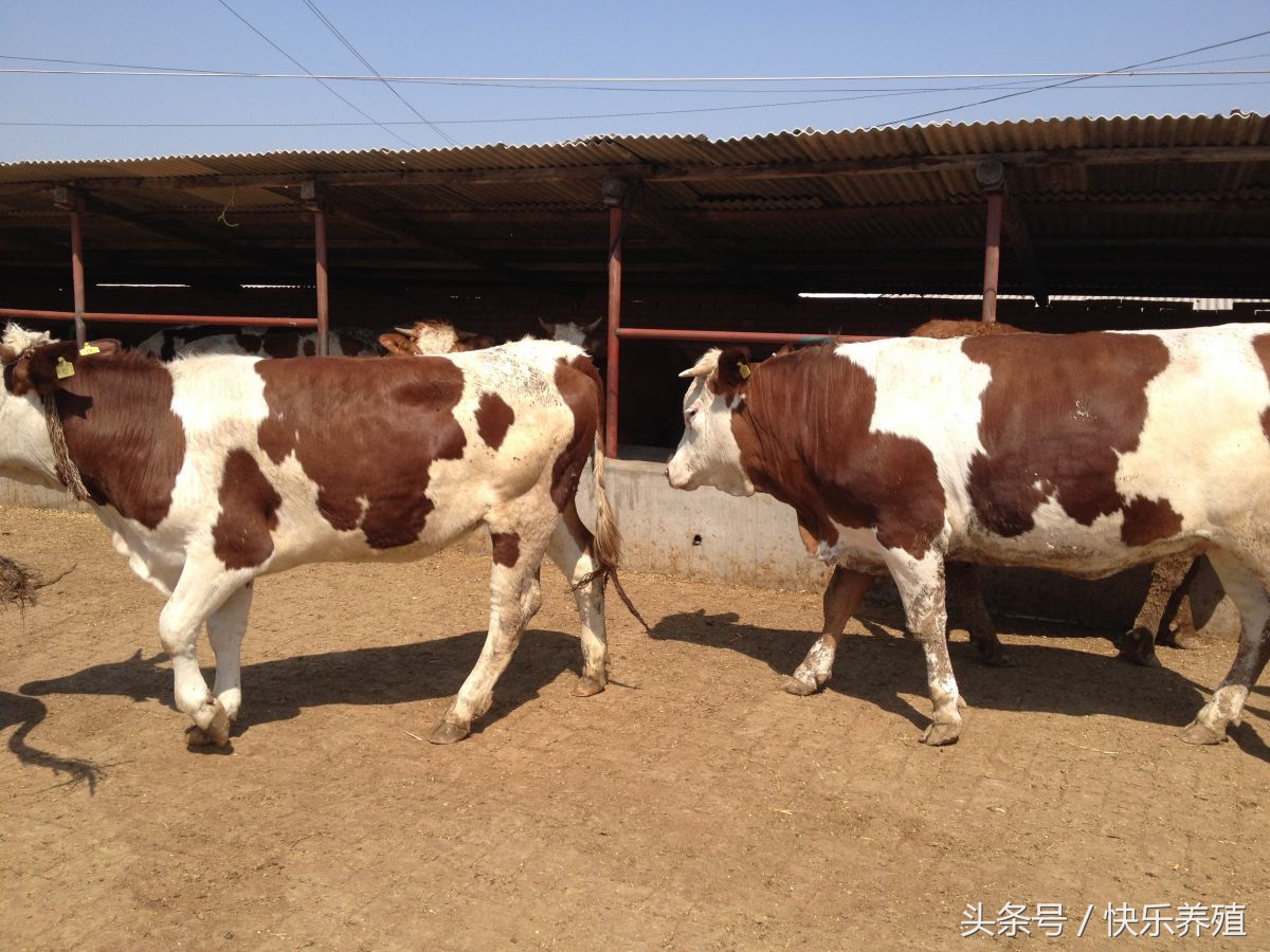 养牛赚钱怎么算利润的比例,养牛投入200万一年能赚多少钱