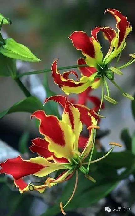 涓浗鍥借姳澶ц祻鍥剧墖,鍥借姳澶ц祻浜氭床鍥剧墖