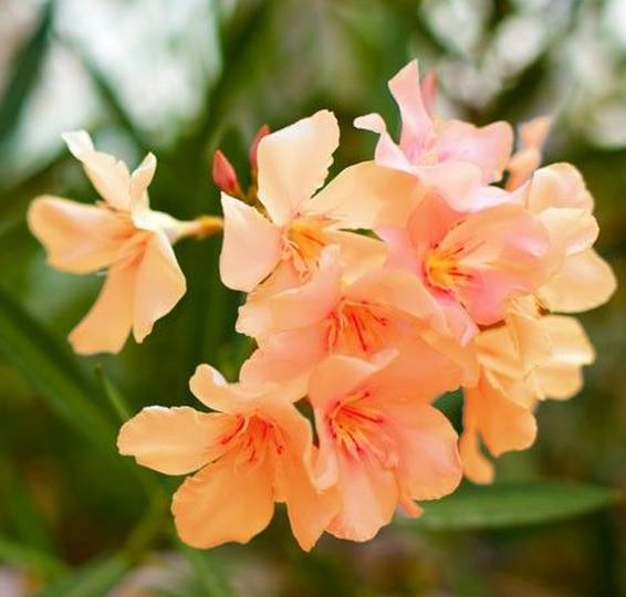 涓浗鍥借姳澶ц祻鍥剧墖,鍥借姳澶ц祻浜氭床鍥剧墖