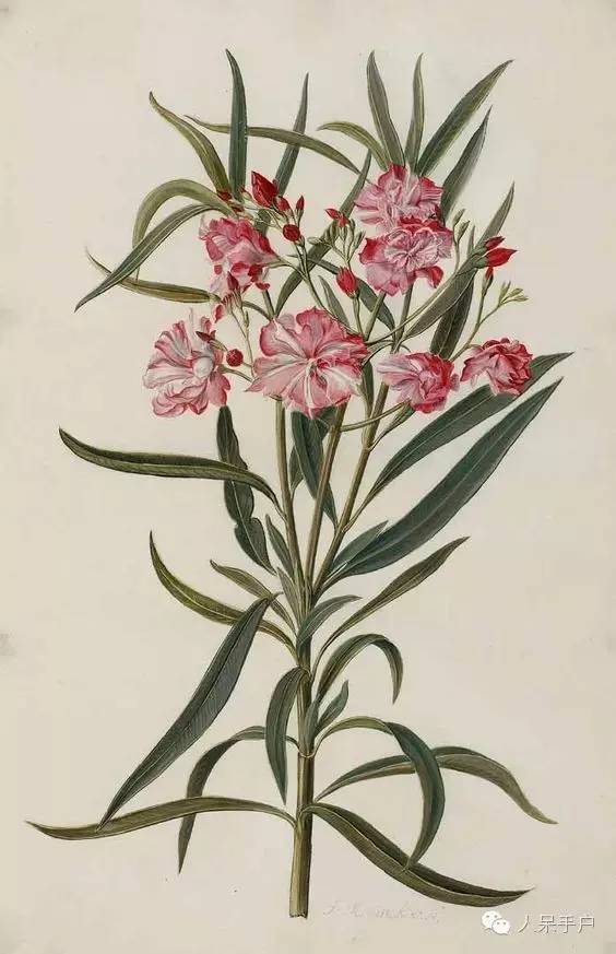 涓浗鍥借姳澶ц祻鍥剧墖,鍥借姳澶ц祻浜氭床鍥剧墖