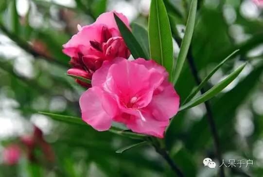 涓浗鍥借姳澶ц祻鍥剧墖,鍥借姳澶ц祻浜氭床鍥剧墖