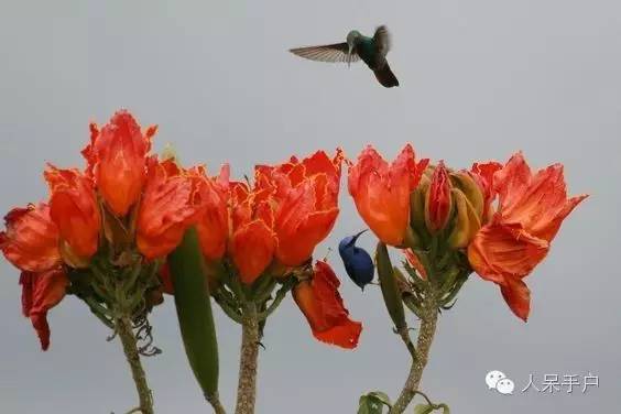 涓浗鍥借姳澶ц祻鍥剧墖,鍥借姳澶ц祻浜氭床鍥剧墖