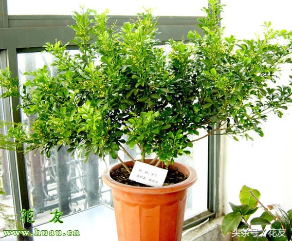 米兰怎么养开花爆盆,香水米兰开花好闻而且好养