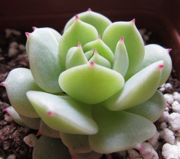 家居养花：多肉植物根系出现腐烂的原因和相应的处理技巧！