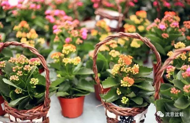 你的花卉在冬季死了，也许是这几点没做好！