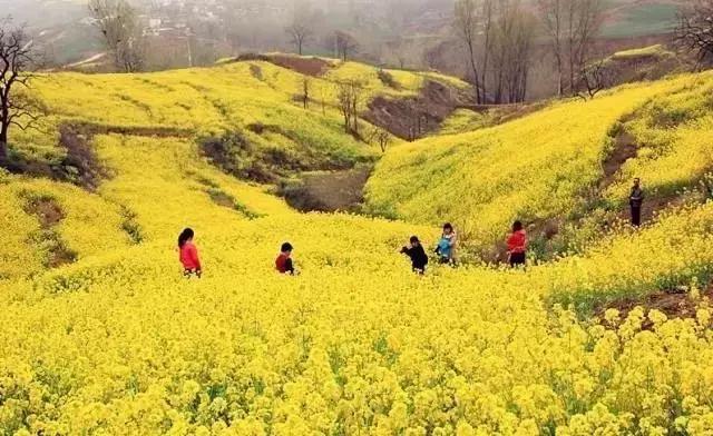 2021年洛阳旅游攻略指南,洛阳旅游攻略2015