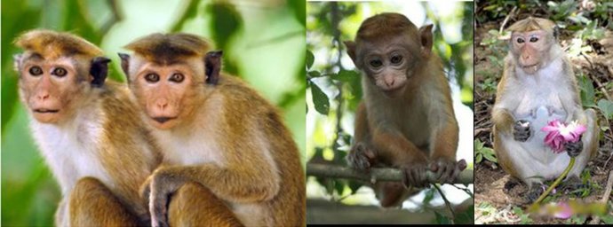 猴子的来历和传说故事,民间故事猴子真实视频