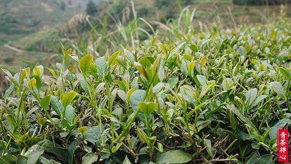 为什么同样的茶没上次好喝,铁观音为什么这么难买